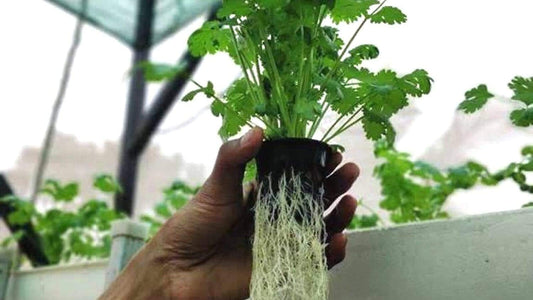 Year round assured income through coriander hydroponics!