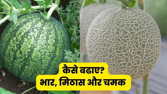 तरबूज और खरबूज की भार, मिठास और चमक कैसे बढाए?