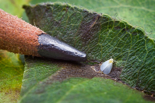 Answering Frequently Asked Questions on White fly for Farmer Community.