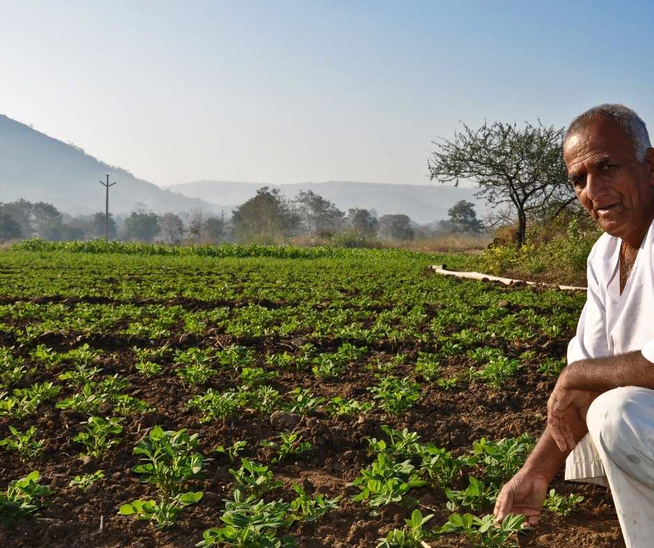 rabbi season in Maharashtra