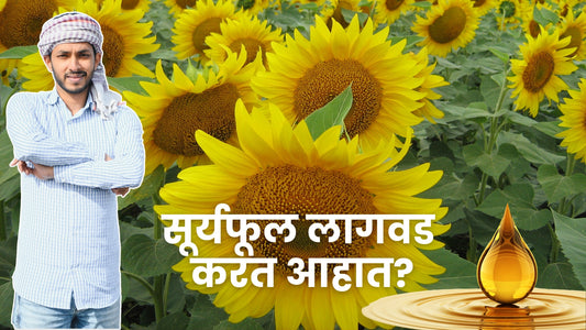 Sunflower management schedule