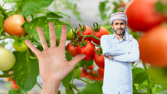Top 5 Biofertilizers for Thriving Tomato Plants