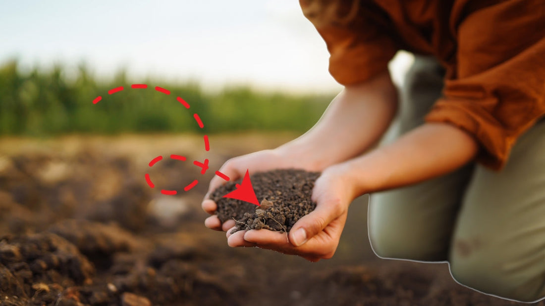 Taking Care of Our Soil: The Key to Good Farming