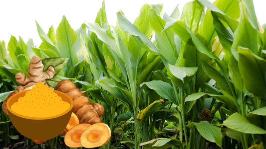 Golden Opportunities: Unleashing Turmeric's Potential for Indian Farmers