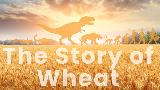 how wheat formed