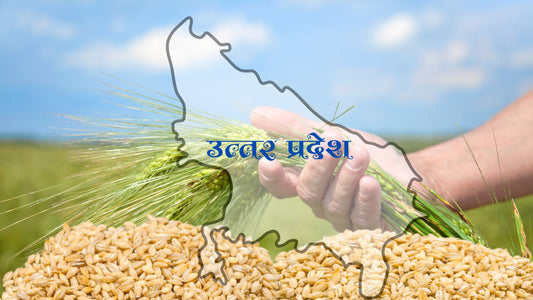 Boosting Wheat Yields in Uttar Pradesh: A Comparative Perspective and Roadmap to Higher Income