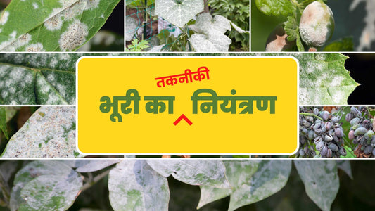 powdery mildew