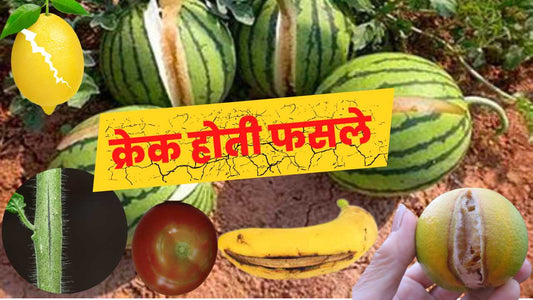 डंठल, शाखाओ और फलों पर क्रेकिंग की समस्यासे कैसे निपटे?