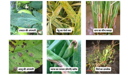 fungicide