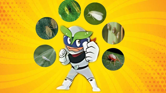 Dinotefuran 20% SG: Protect Your Crops, Boost Your Yields!