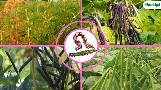 Winning the War on Pests: Proactive Strategies for Black Gram, Green Gram & Red Gram in Kharif Season