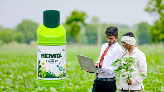 biovita seaweed extract