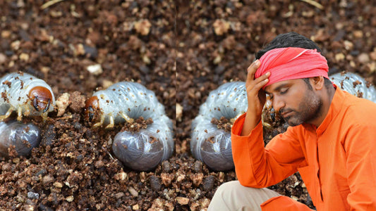 White Grub : A Threat to Indian Crops and How to Fight Back