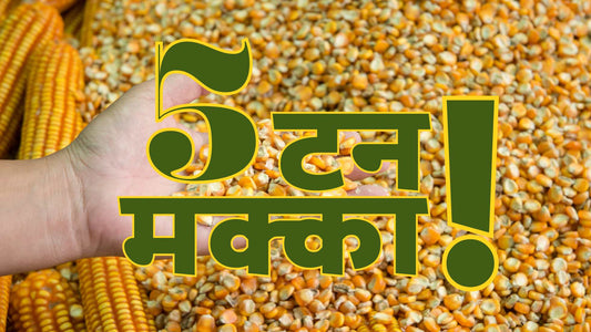मक्के की उन्नत पद्धति