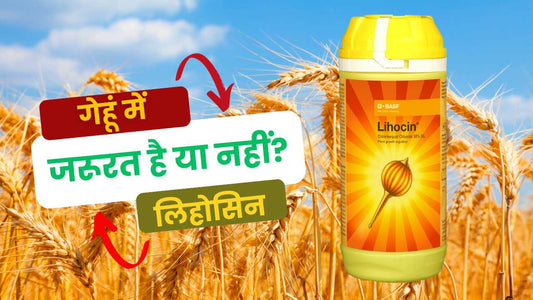 Are You Blindly Following the Lihocin Spray Trend?