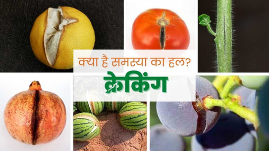 fruit caracking tomato lemon orange pomegranate grapes watermelon