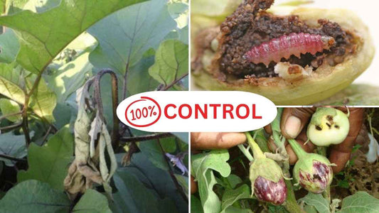 How to manage fruit and shoot borer of brinjal?