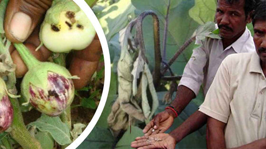 Why farmers fail to control "Brinjal borer"?