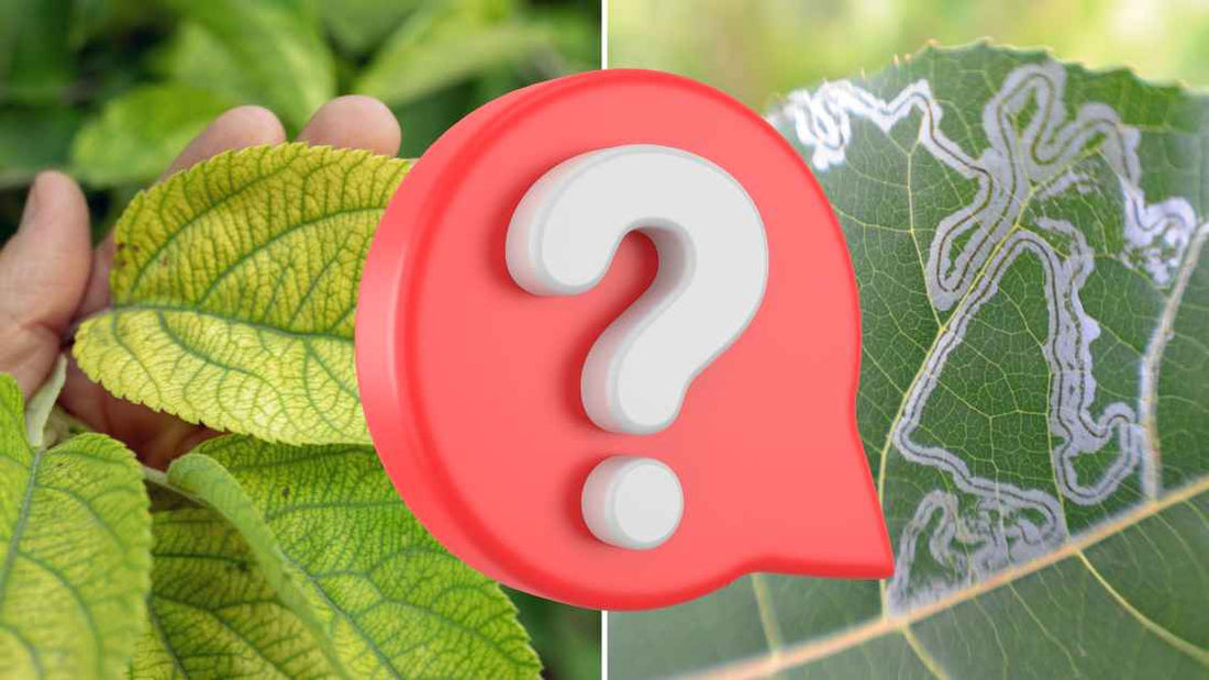 How to differentiate between nutrient deficiency and diseases among crop?