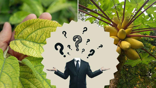 How to differentiate viral disease and fungal disease in crops?
