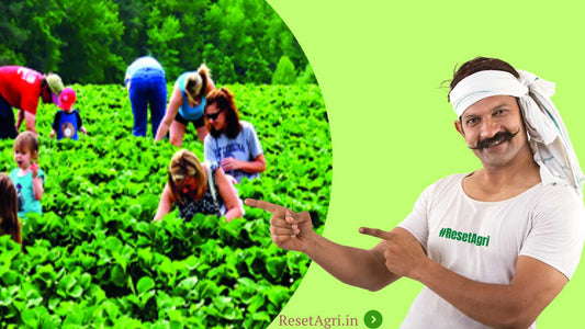 Harvesting Success: The Growing Impact of Agricultural Tourism in India
