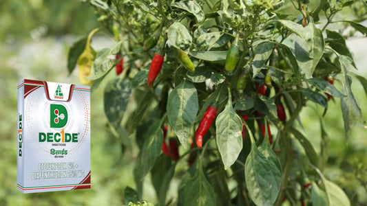 Unleash the Power of DECIDE for Thriving Chilli Crops!
