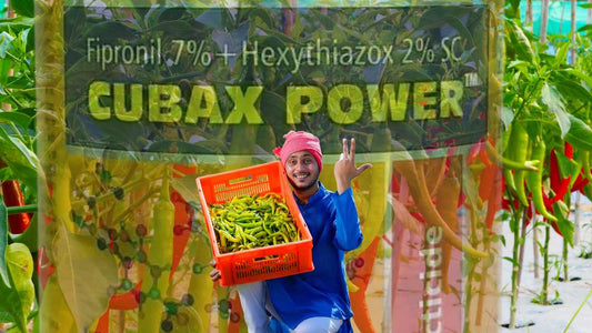 Conquer Thrips & Mites in Chilli Crops: Introducing Cubax Power!