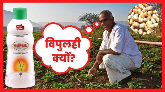 मूंगफली उत्पादन कैसे बढाए?