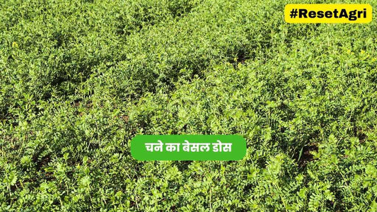 चने का बेसल डोस