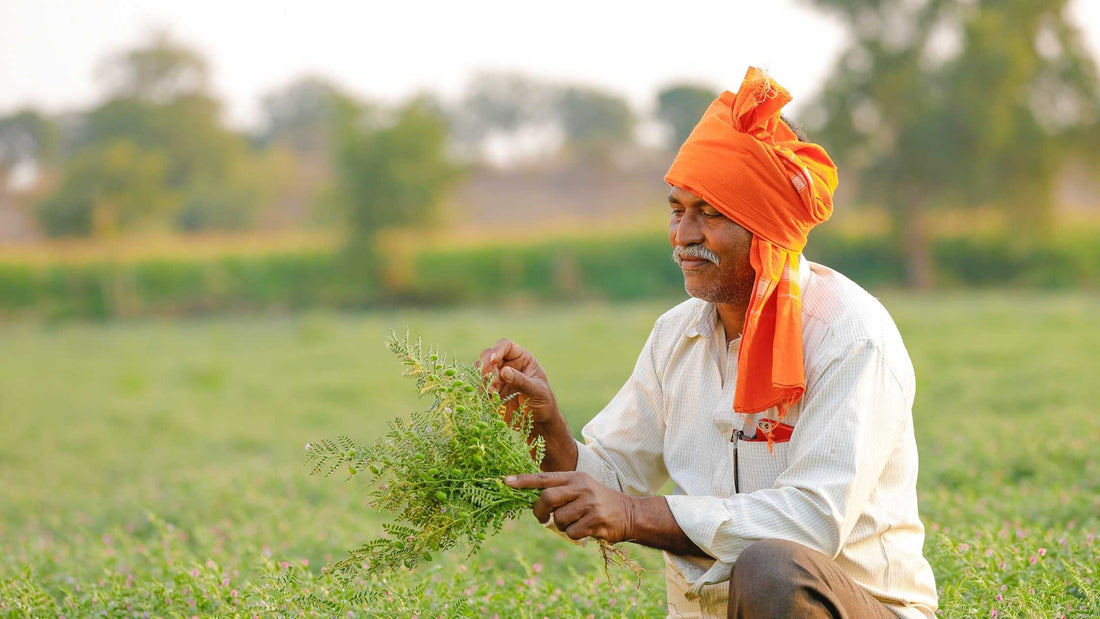 चने मे बीज संस्करण का फायदा क्यों नहीं मिलता?
