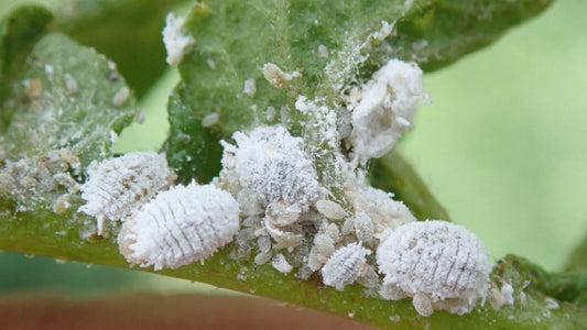 Mealybugs attacking plants in India