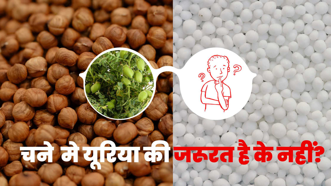 चने मे यूरिया देने की जरूरत क्यों आन पड़ी?