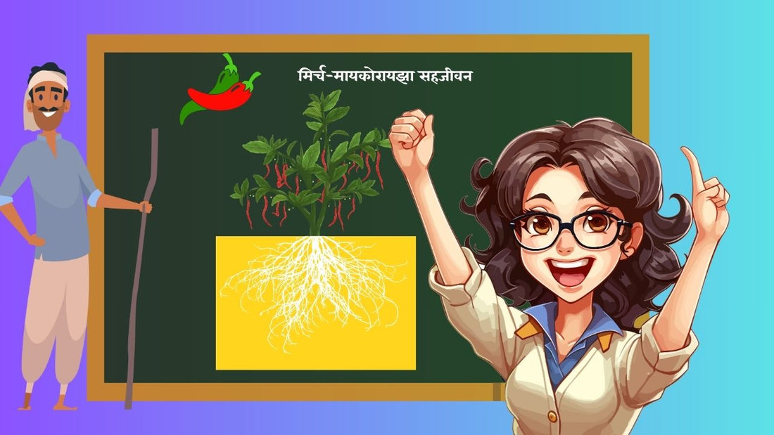 मिर्च की खेती में मायकोराइजा: एक अहम साथी