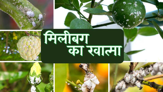 मिलीबग का खात्मा