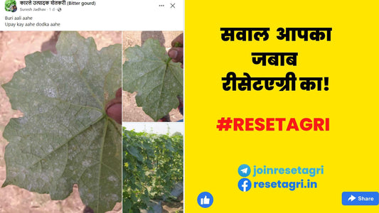 करेला, तुरई, ककड़ी जैसे फसलों मे आनेवाले भूरी पर क्या उपाय करे?