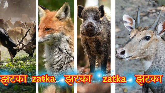 झटका मशीन