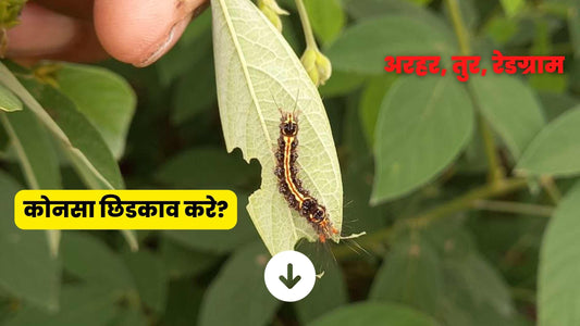 Bihar Hairy Caterpillar