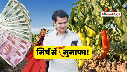 मिर्च के फसल मे कोनसी दवाए इस्तेमाल करे?