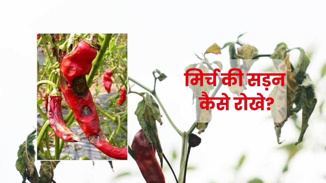 Haru Fungicide: Double Dose of Protection for Your Chillies & Soybeans!