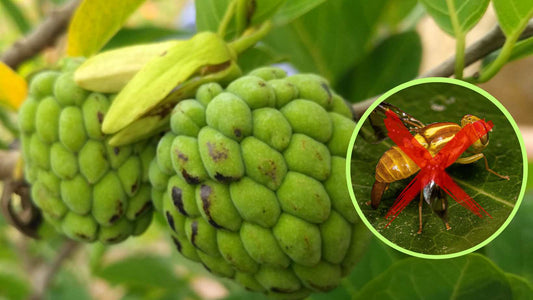 Preserving Custard Apple Delicacy: The Pheromone Trap Revolution