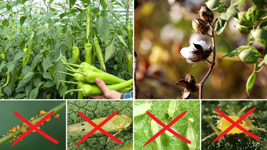 prevent spread of aphid, thrips, jassid, mite and whitefly in chili and cotton.