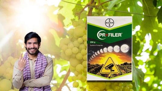 No more downy mildew in grapevie,
