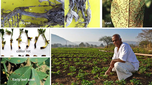 groundnut diseases causing loss of indian farmers