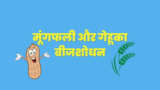 मूंगफली और गेहू का बीजशोधन