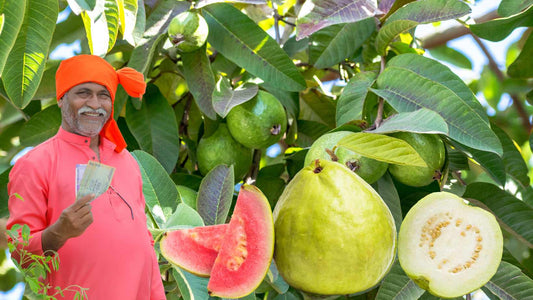 Maximizing Guava Profits: Effective Fruit Fly Control with Pheromone-Based Traps