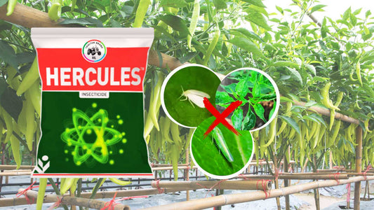 Hercules pesticide for sucking pet control in cotton and chili