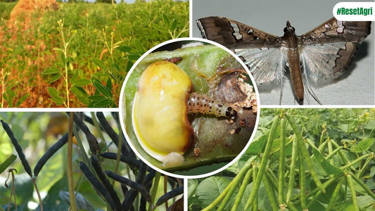 Battling the Bean Bandit: A Comprehensive Guide to Controlling Maruca Vitrata