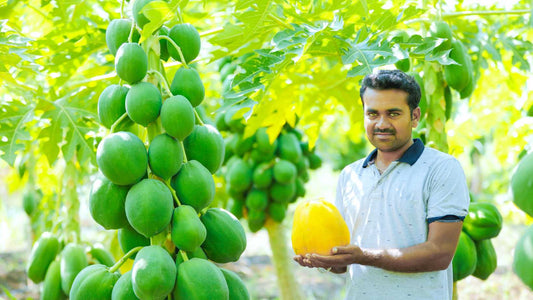 papaya disease