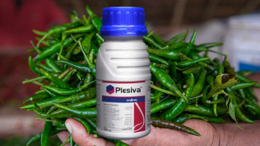 Plevisa