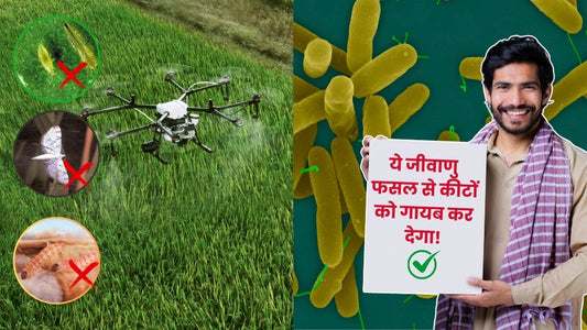 You never knew this innovative use of Pseudomonas Baceria